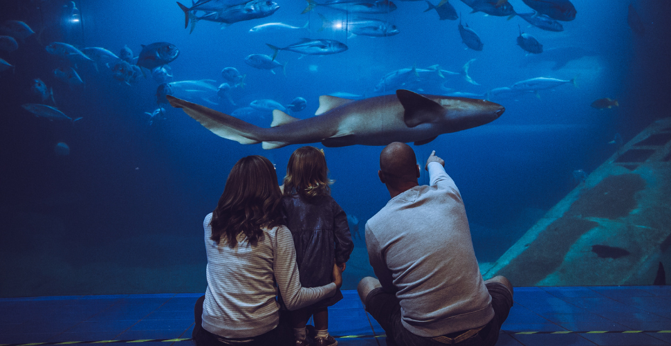 National Marine Aquarium family